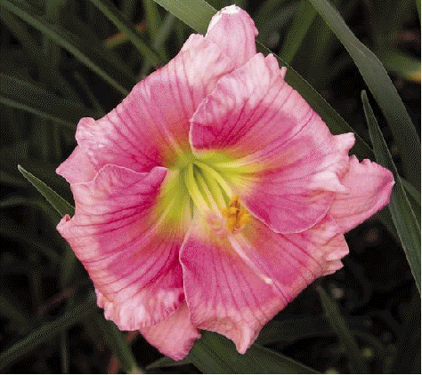 Daylily 'Janice Brown'