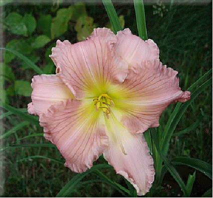 Daylily 'Jolyene Nichole'