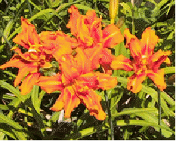 Daylily 'Kwanso Flore-Pleno'