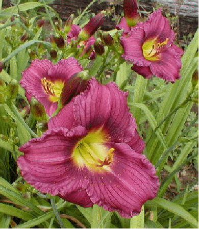 Daylily 'Little Grapette'