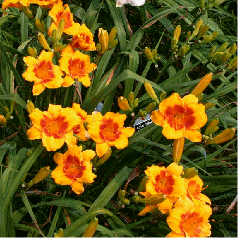 Daylily 'Love Those Eyes'