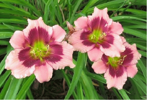 Daylily 'Mardi Gras Parade'