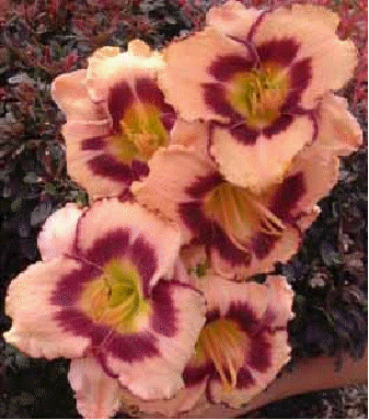 Daylily 'North Port'