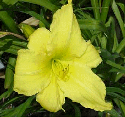 Daylily 'Patio Parade'