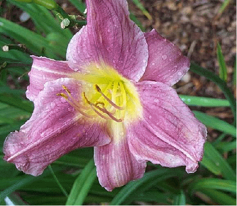 Daylily 'Prairie Blue Eyes'