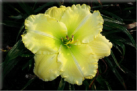 Daylily 'Siloam Amazing Grace'