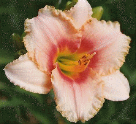 Daylily 'Siloam Cinderella'
