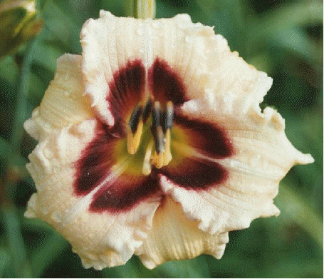 Daylily 'Siloam Ury Winniford'