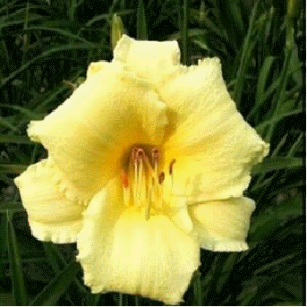 Daylily 'Stella Supreme'