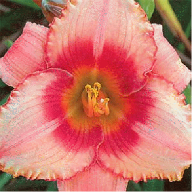 Daylily 'Strawberry Candy'
