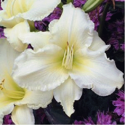 Daylily 'Sunday Gloves'