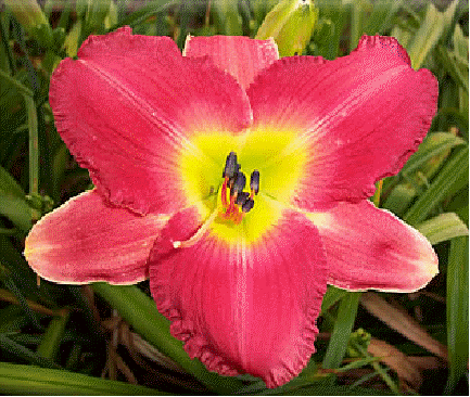 Daylily 'Vera Bigelow'