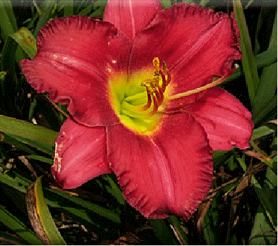 Daylily 'Woodside Ruby]