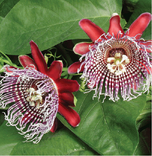 Passiflora x decaisneana