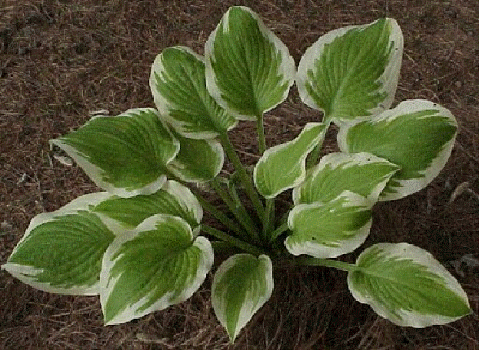 Hosta 'Delta Dawn'