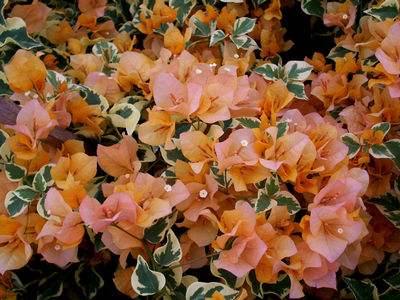 Bougainvillea 'Delta Dawn'