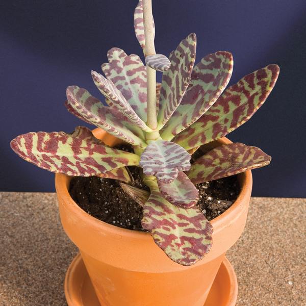 Kalanchoe 'Desert Surprise'