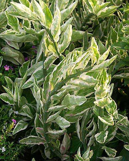Devil's Backbone, also known as Zig Zag Plant or Jacob's Ladder