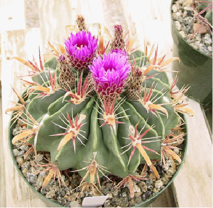 Devil's Tongue Cactus