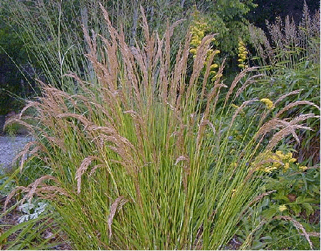 Diamond Grass