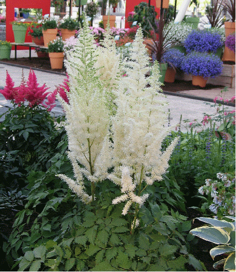 Astilbe 'Diamonds and Pearls'