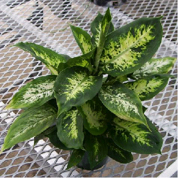 Dumbcane, Dieffenbachia amoena
