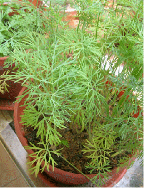 Dill