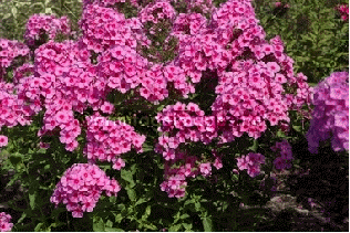 Phlox 'Dorffreude'