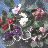 Double-flowered Collection