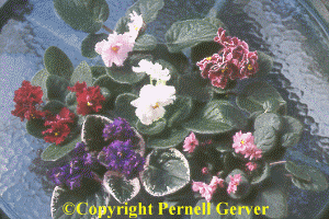 Double-Flowered African Violet Collection