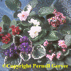 Double-flowered Collection