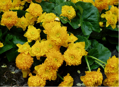 Double Marsh Marigold