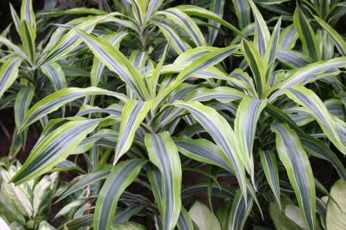 Dracaena 'Lemon Lime'