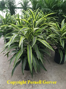 Dracaena 'Lemon Lime'