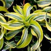 Dracanea 'Lemon Surprise'