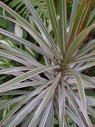 Dracaena marginata 'Tricolor'