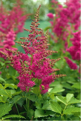 Astilbe arendsii 'Drum and Brass'
