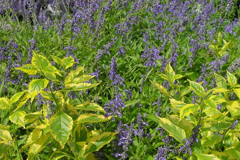 Image result for duranta erecta gold edge flowers