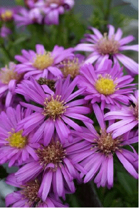 Dwarf aster 'Nesthaekchen'