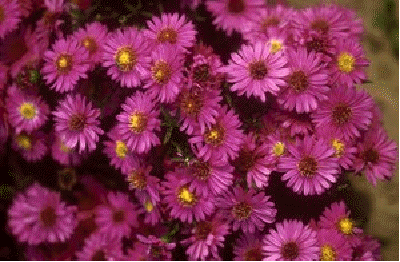 Dwarf aster 'Alert'