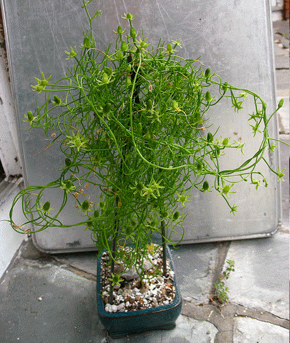 Dwarf Climbing Onion