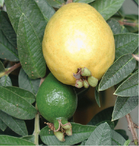 Dwarf guava