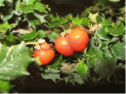 Dwarf holly berries