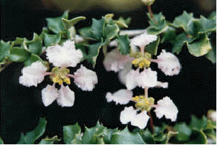 Dwarf Holly flowers