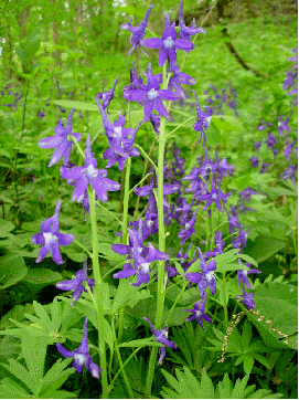 Dwarf Larkspur