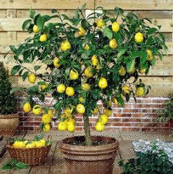 Dwarf Meyer Lemon