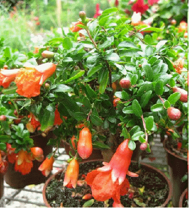 Dwarf Pomegranate (Punica granatum 'Nana')