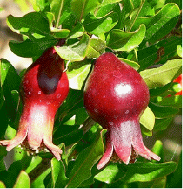 Dwarf Pomegranate (Punica granatum 'Nana')