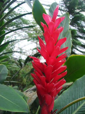 Dwarf Red Ginger