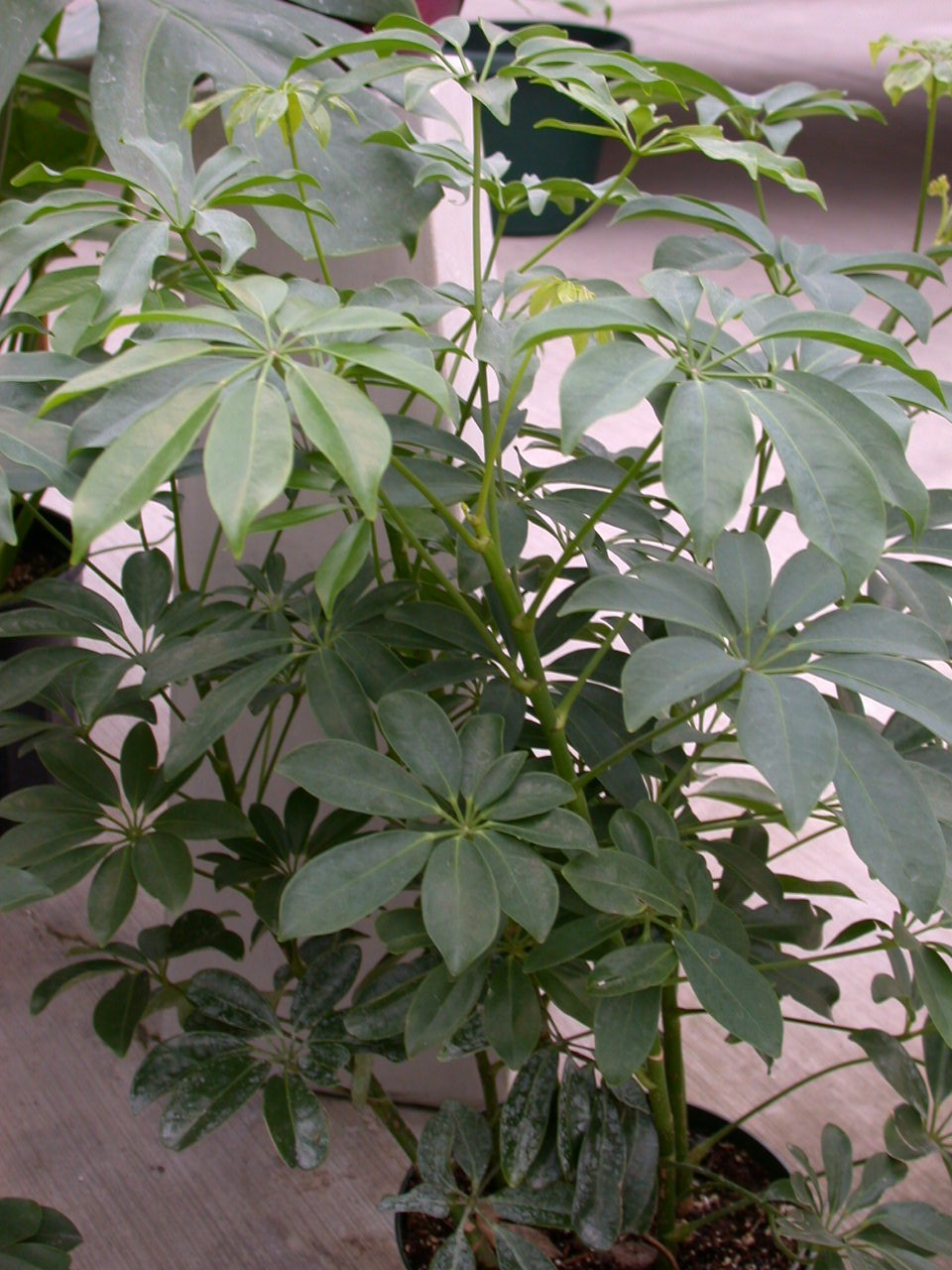 Dwarf Schefflera